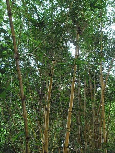 Файл:Golden Bamboo(Bambusa vulgaris) in Hong Kong.jpg