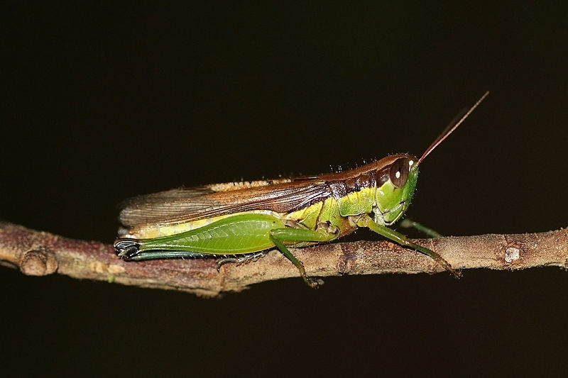 Файл:Chinese rice grasshopper (Oxya chinensis).jpg