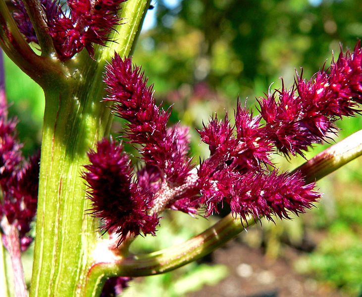 Файл:Amaranthus cruentus Foxtail 2.jpg