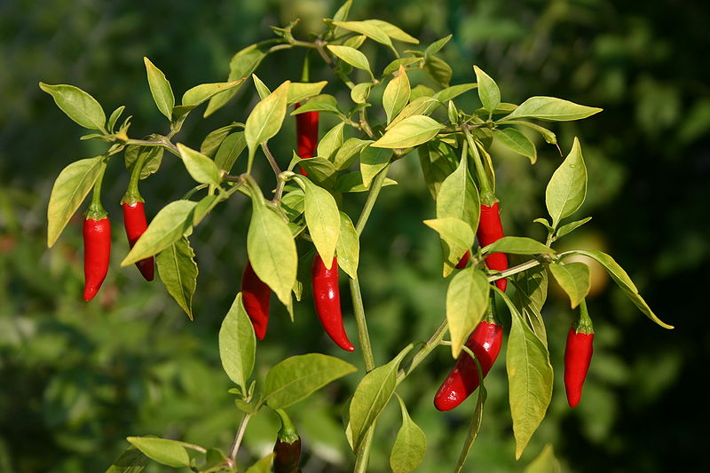 Файл:Thai peppers.jpg