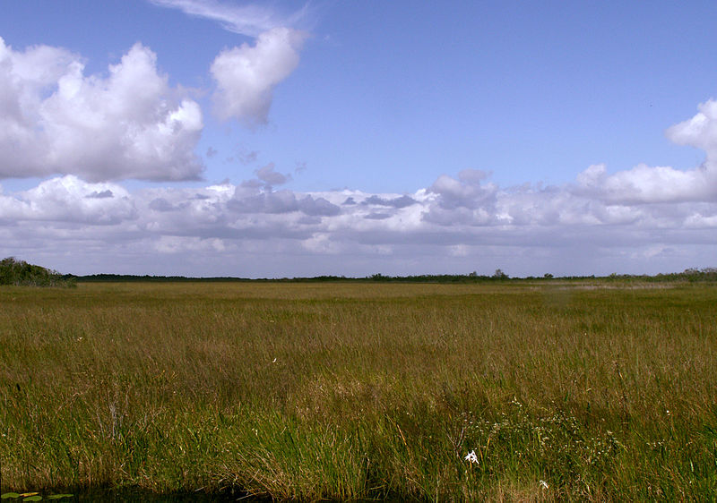 Файл:Everglades Sawgrass Prairie Moni3.JPG