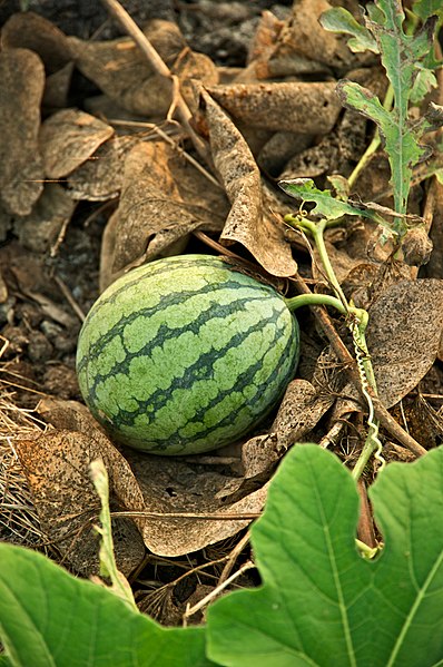 Файл:Taiwan 2009 Tainan City Organic Farm Watermelon FRD 7962.jpg