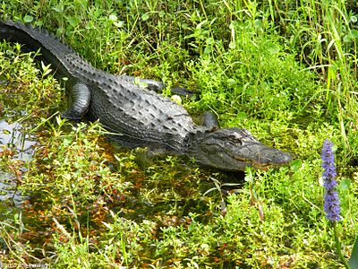 Файл:Alligator Guarding Flowers (4625038669).jpg