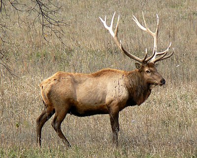 Файл:Rocky Mountain Bull Elk.jpg