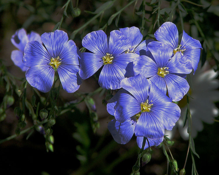 Файл:Flax flowers.jpg