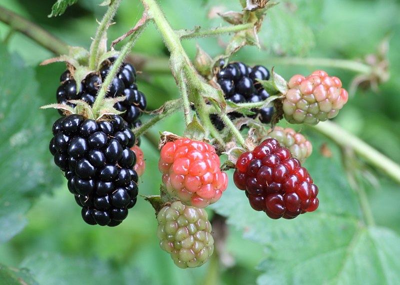 Файл:Ripe, ripening, and green blackberries.jpg