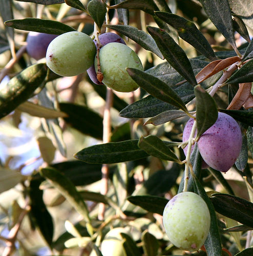 Файл:Olivesfromjordan.jpg