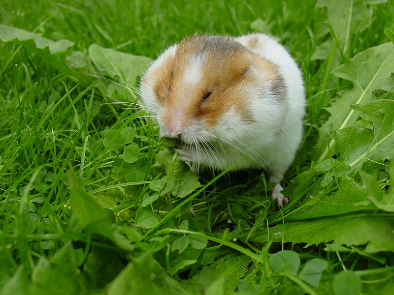 Файл:Syrian hamster filling his cheek pouches with Dandelion leaves.JPG