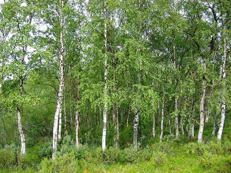 Файл:Betula pendula Finland.jpg