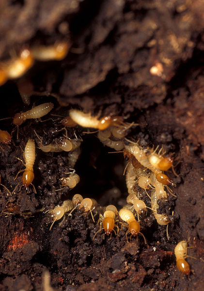 Файл:Termites rush to damaged portion of mound.jpg