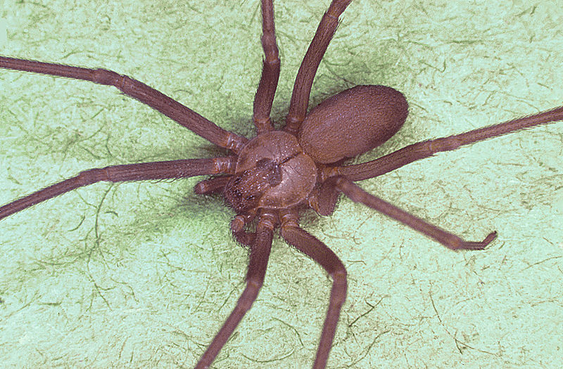 Файл:Brown recluse spider, Loxosceles reclusa.jpg