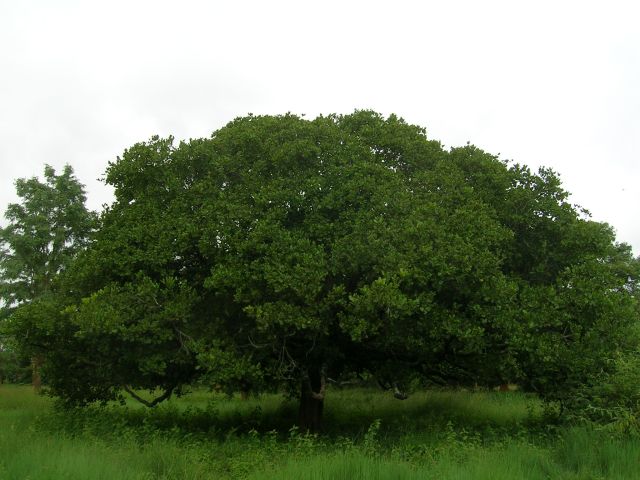 Файл:Anacardium occidentale tree.jpg