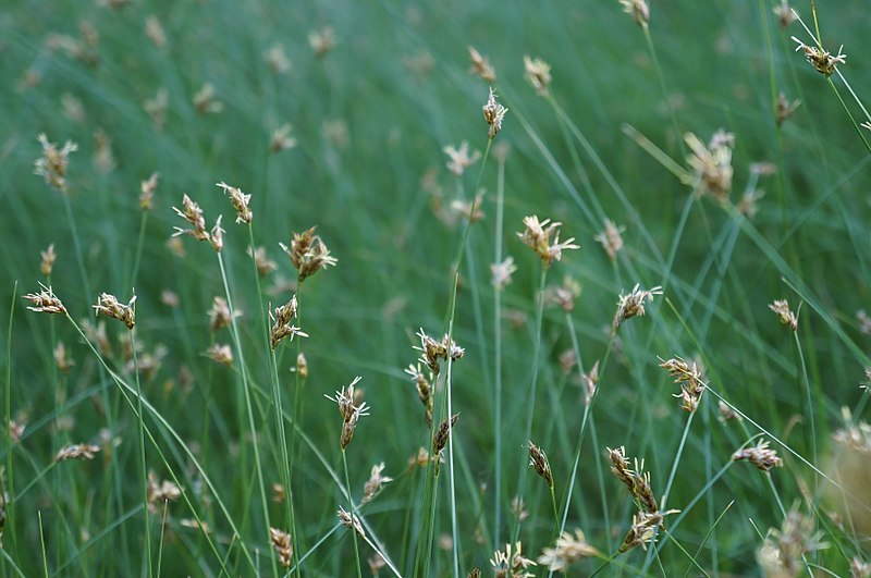 Файл:Carex praegracilis - Spring in the Mary Wattis Brown Garden of California Native Plants.jpg