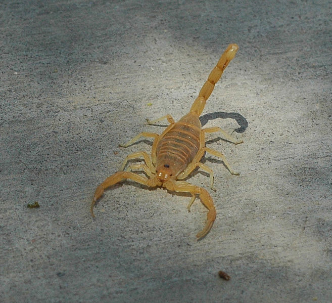 Файл:Bbasgen-scorpion-front.jpg