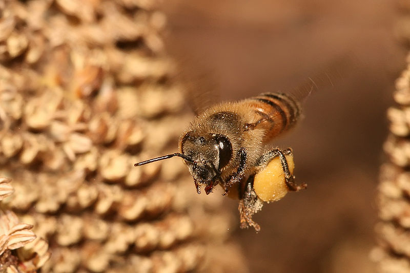Файл:Vermin-Honeybee.jpg