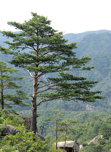 Файл:Pinus densiflora Kumgangsan.jpg