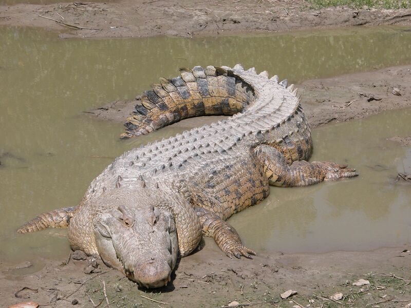 Файл:SaltwaterCrocodile('Maximo').jpg