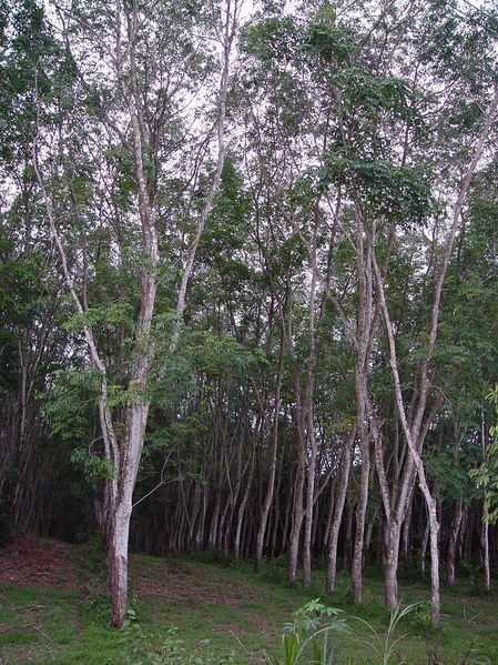 Файл:Rubber tree plantation.jpg