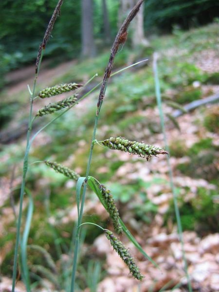 Файл:Carex flacca 'Blue Zinger' (Carex glauca) - VanDusen Botanical Garden - Vancouver, BC - DSC06733.jpg