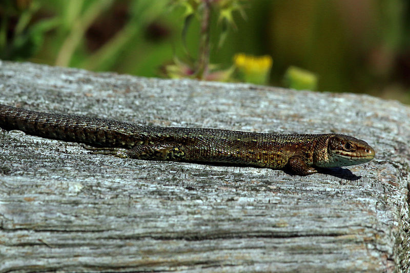 Файл:Common (viviparous) lizard (zootoca vivipara).jpg