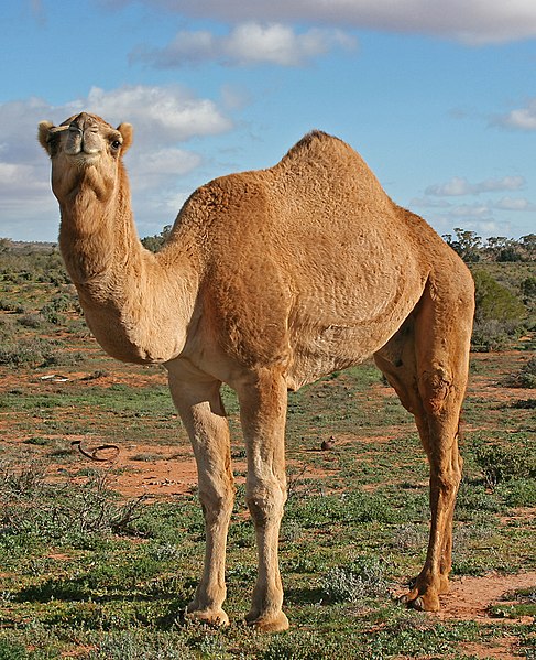 Файл:07. Camel Profile, near Silverton, NSW, 07.07.2007.jpg