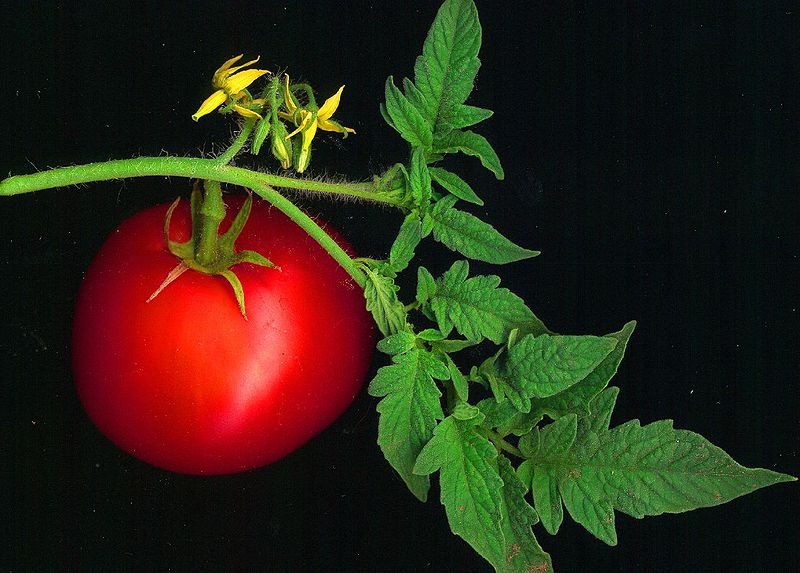 Файл:Tomato scanned.jpg