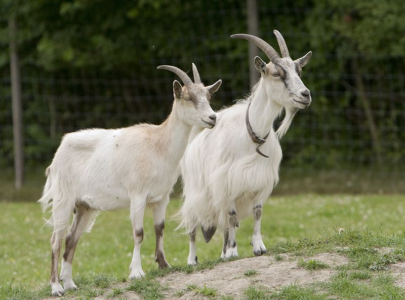 Файл:Goats Go Inspecting..jpg