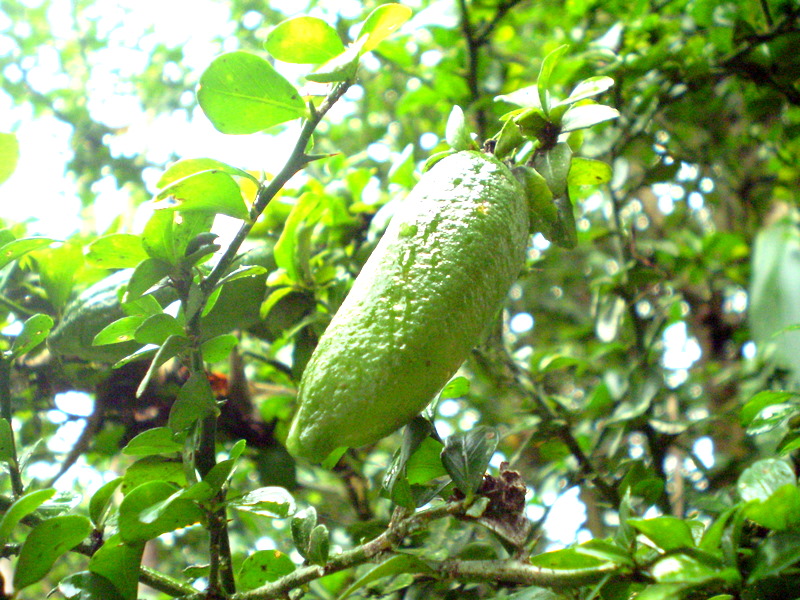 Файл:Citrus australasica green fruit1.JPG