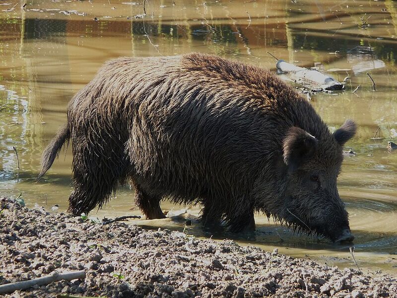 Файл:Ausgewachsenes Wildschwein beim Suhlen.jpg